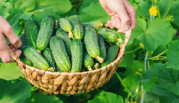 🥒 Лучшие сорта огурцов для теплиц и парников  👉 Огурец Алексеич F1: Быстрый рост, дружное созревание