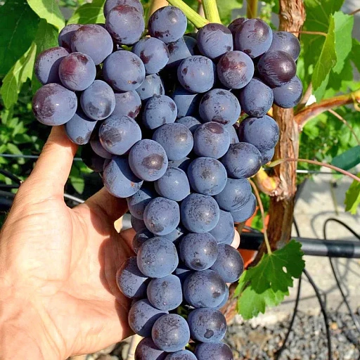 🍇 Четыре винограда, которые хочется посадить сразу 

🍇 «Виноград Райский»
Ультраранний сорт, ко