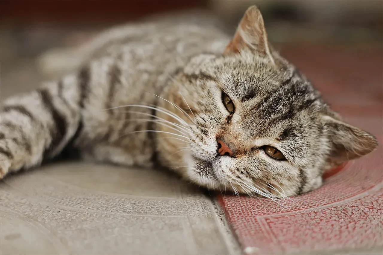 Кошка не скажет, что ей плохо: 5 состояний, при которых нельзя ждать до завтра и нужно ...