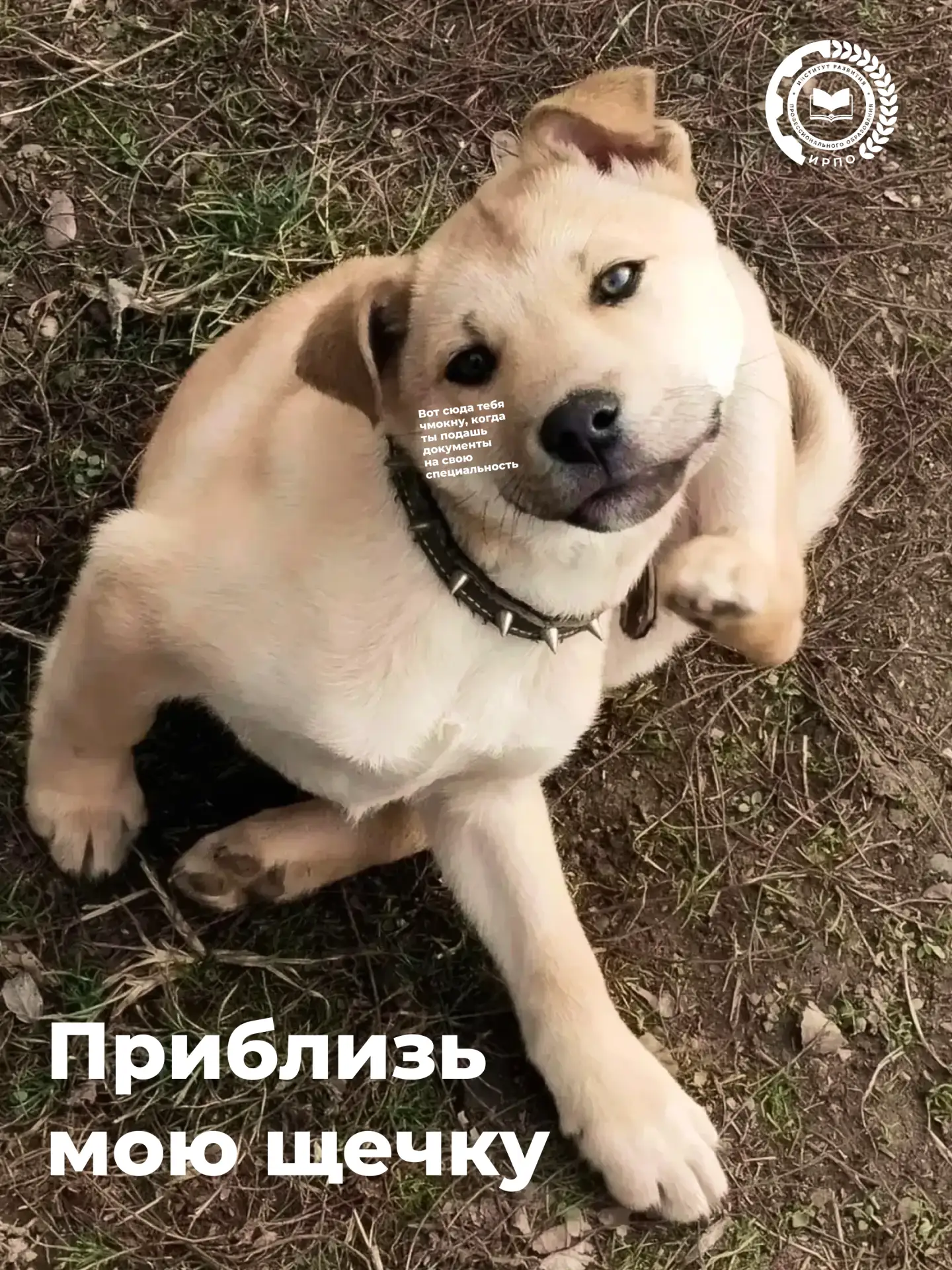 Абитуриенты колледжей, вы точно ничего не забыли?

👀 Кажется, эти животные хотят вам о чём-то напом