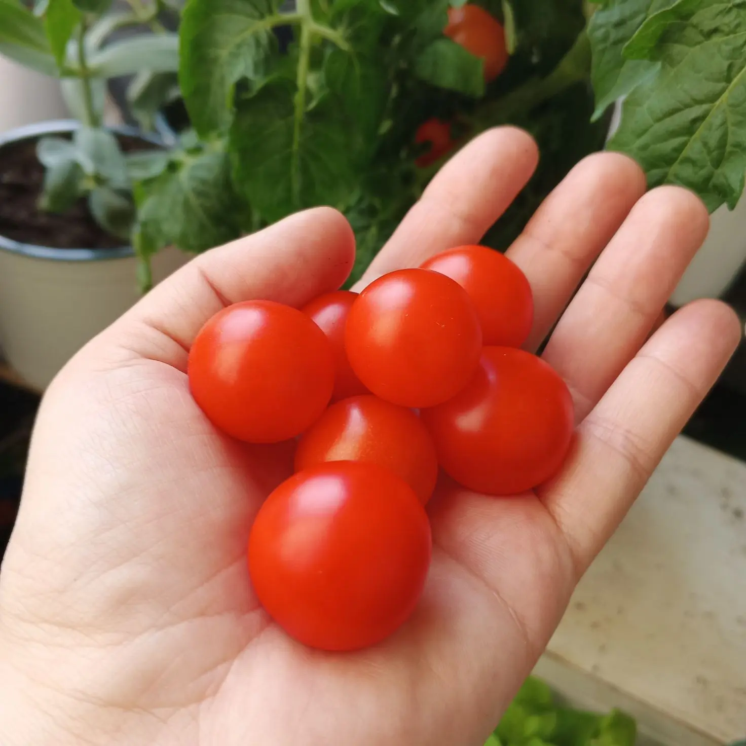 Вкусняшка мммммм, очень сладкие🥰😍😜