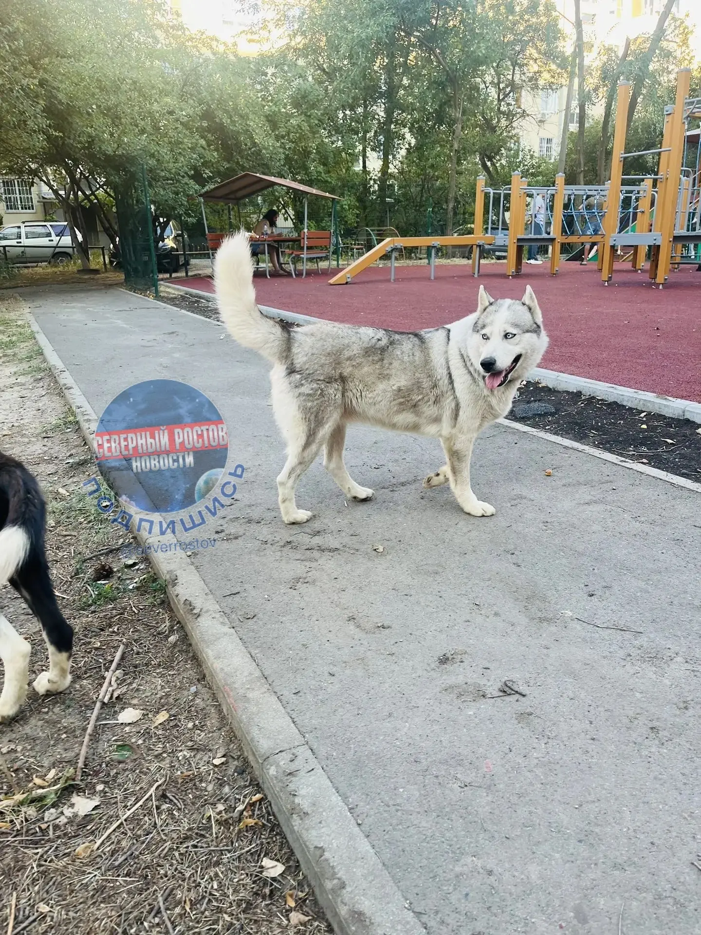 Соседи, на Капустина, 26/1 бегают две собаки, одна из них хаски, с ошейниками. 
С утра ходят тут, ни