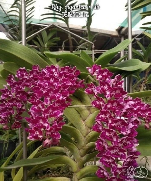 🌺 Азиатские сортовые орхидеи-подростки В НАЛИЧИИ 🌺