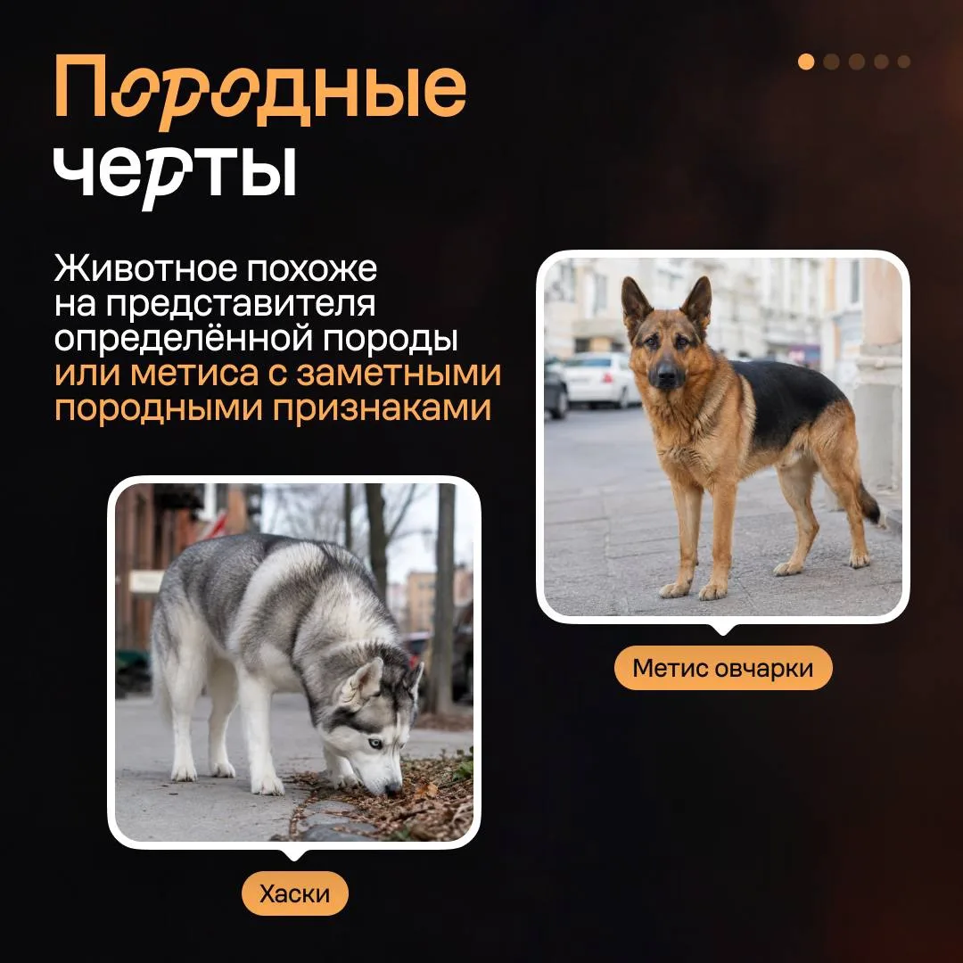Изображение 2 к публикации «Авито для бизнеса»