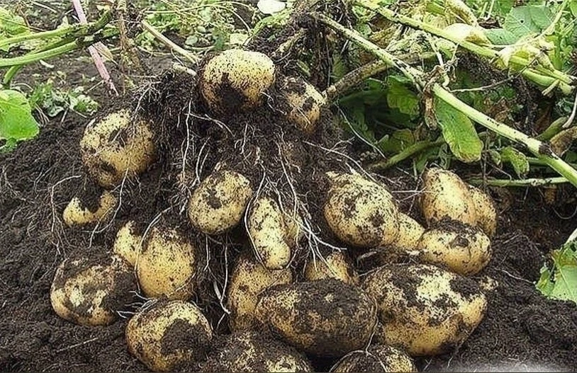 Советы по уходу за картофелем ⚡