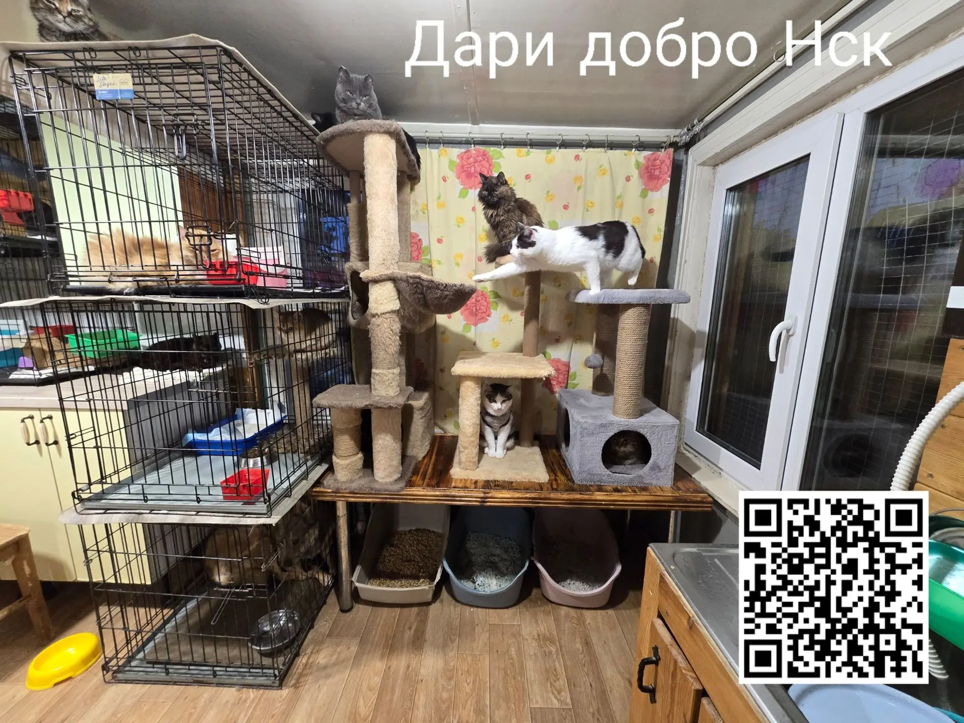 Вторая комната кошек после уборки. Все по полочкам. В клеточках у тех кто  на карантине...