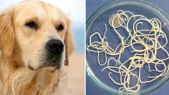 🐾 Глистогонить питомца — это любовь. И к нему, и к своей семье

Многие владельцы думают: «Моя кошка