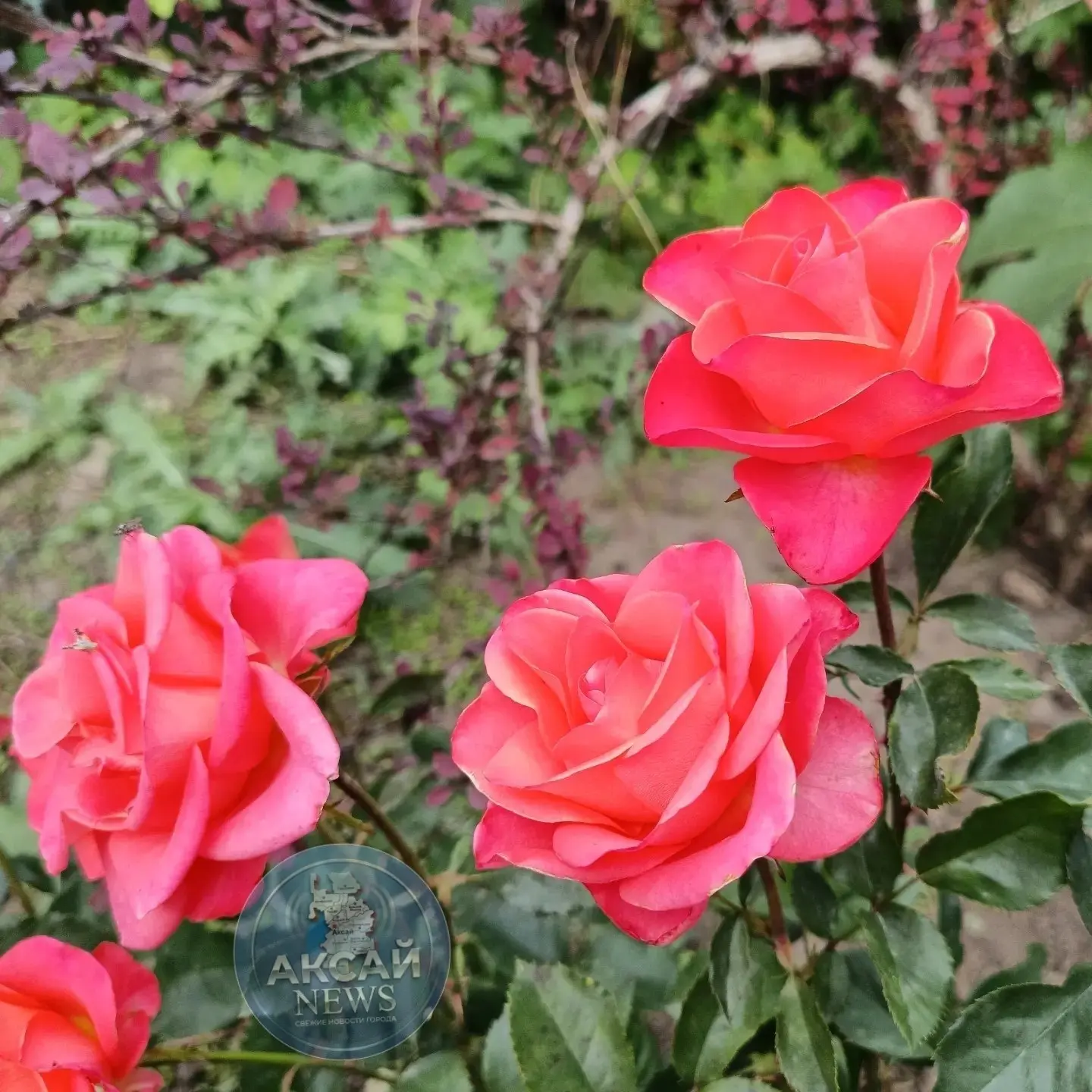 С добрым утром, Аксай🌸