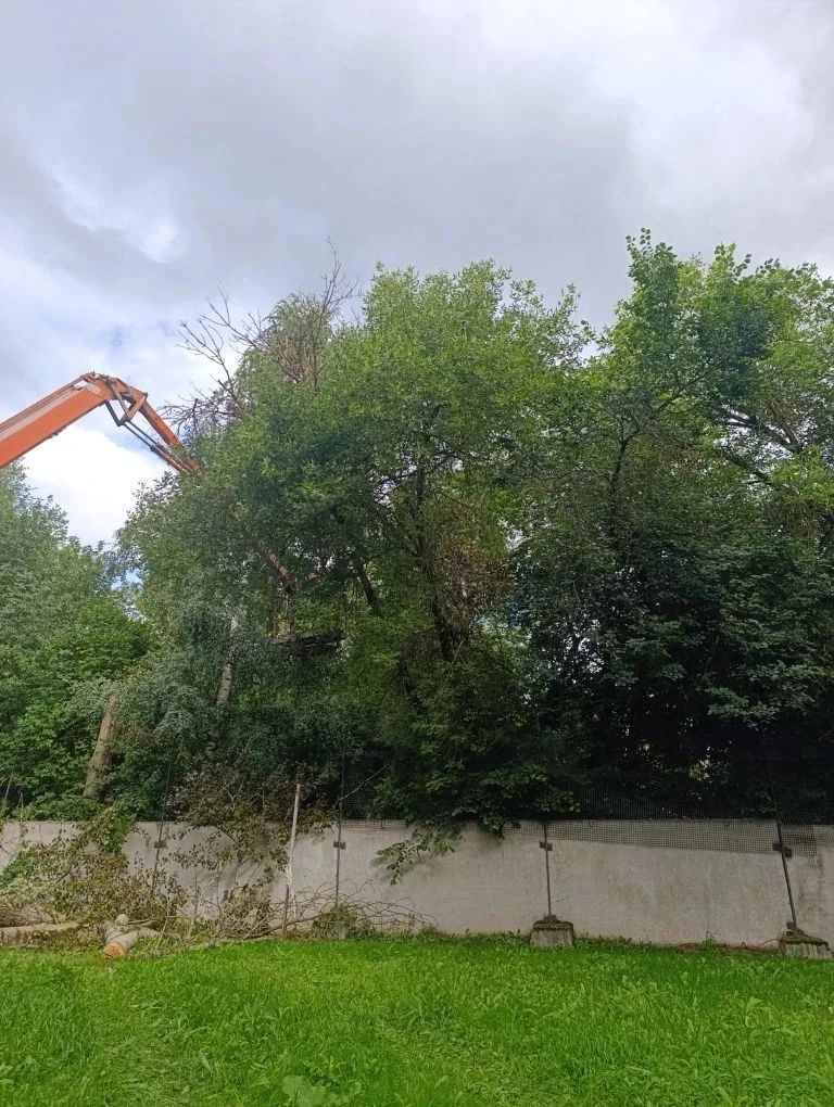 🌳✨Территория больницы становится безопаснее!
