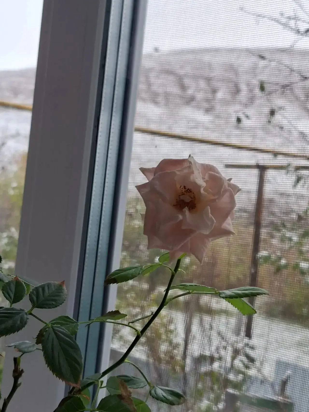 🌸 Хәерле якшәмбе иртәләре белән🥰