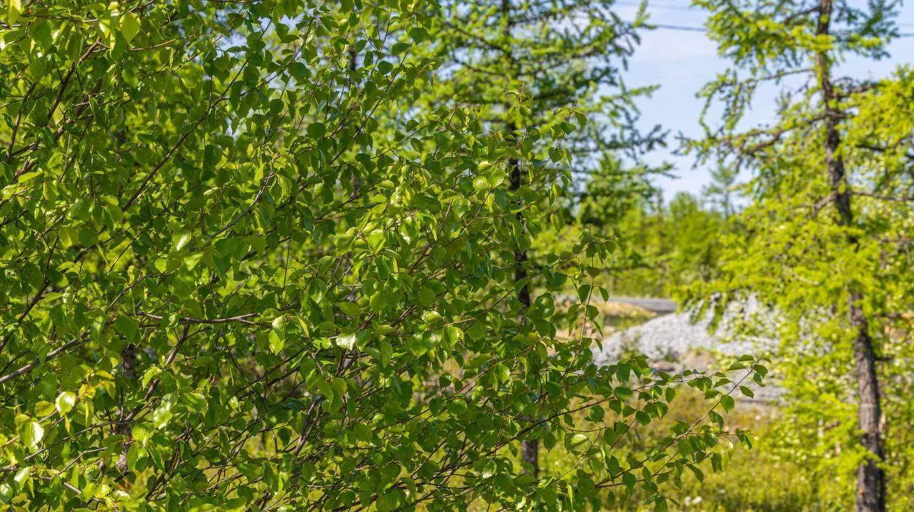 ✨ Тепло пришло в столицу Ямала.

В Салехарде воздух уже прогрелся до +25 °C. Но расслабляться рано: 