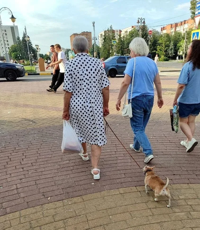 Курянам напомнили, где в городе находятся площадки для выгула собак 🐕