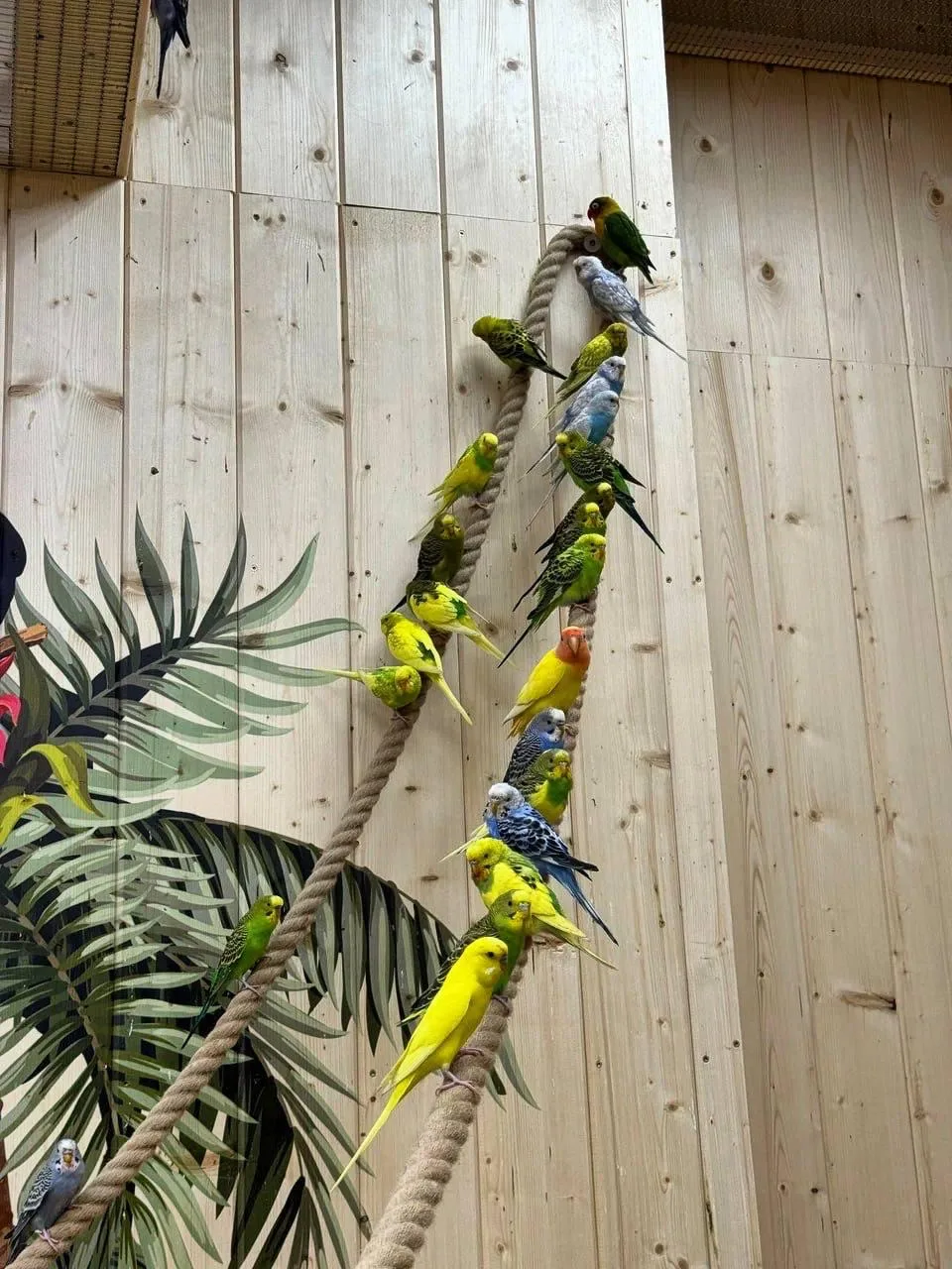 🦜 Место, где можно подружиться с экзотическими птицами