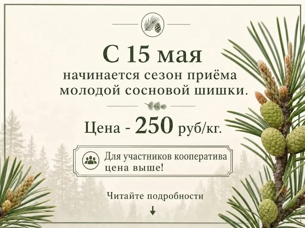 ВНИМАНИЕ!  Заготовительным Пунктом Приёма СППССК "Таёжные Вкусняшки" начат приём СОСНОВОЙ ШИШКИ и цв