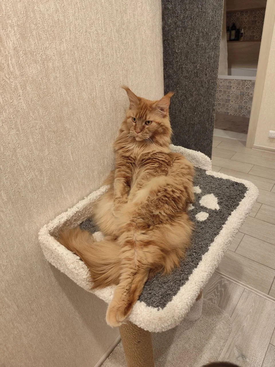 🐾 ИТОГИ КОНКУРСА «Угадайте эмоцию кота по фото»