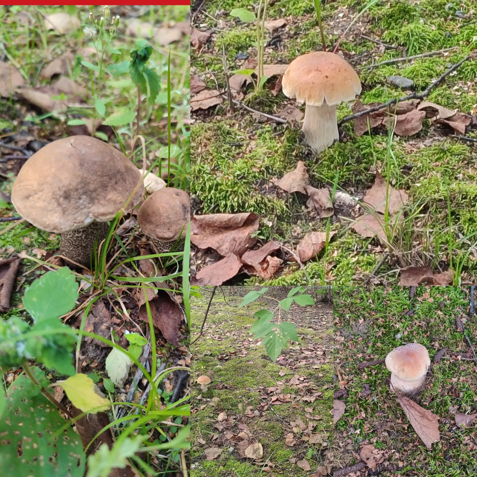 Первые осенние грибочки у нас в саду 🍄‍🟫🍄‍🟫🍄‍🟫.