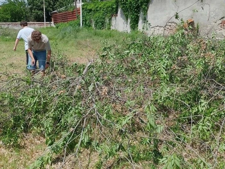 Депутат помог устранить угрозу падения дерева