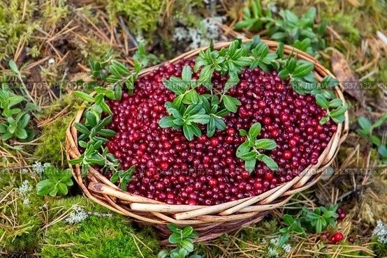 продам бруснику 200 р литр 89607143370.анон