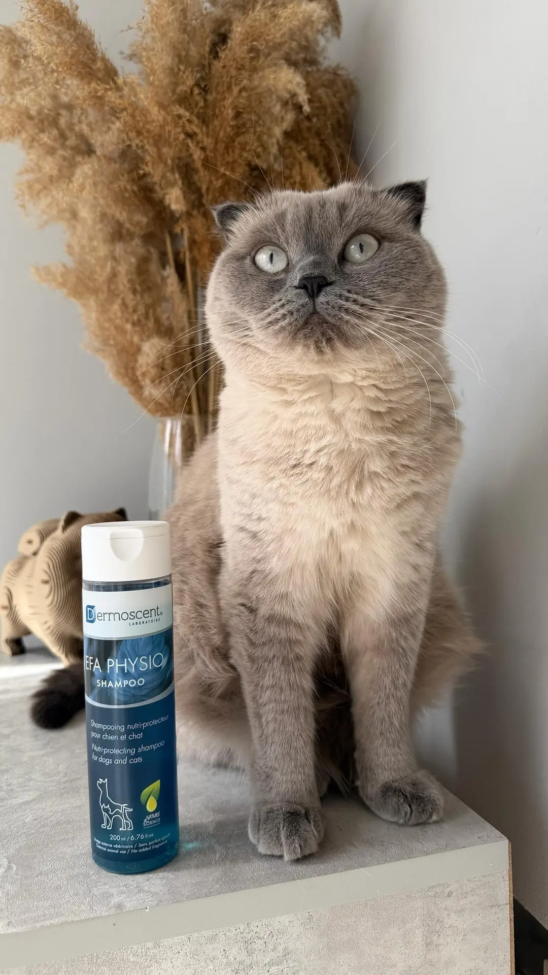 С ВСЕМИРНЫМ ДНЁМ КОШЕК 🐈