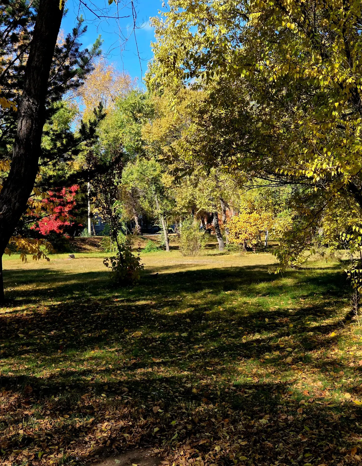 Очень красиво в парке 🍁