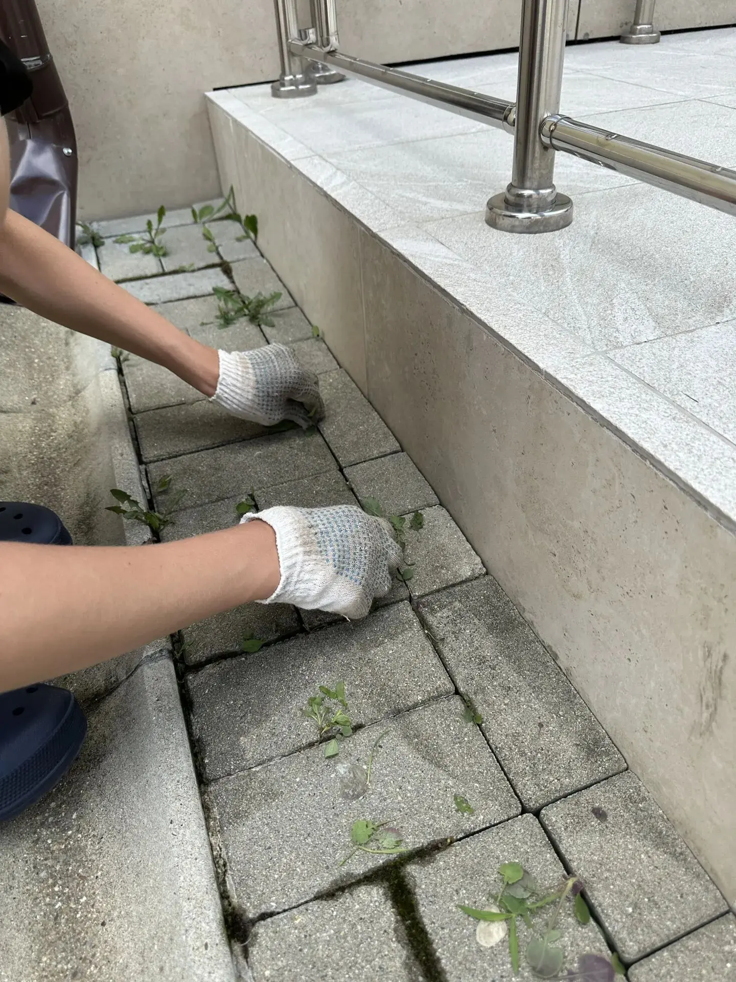 🌻Трудовая практика для 7В класса вчера прошла под девизом «Ни одного сорняка!». Ребята взялись за с
