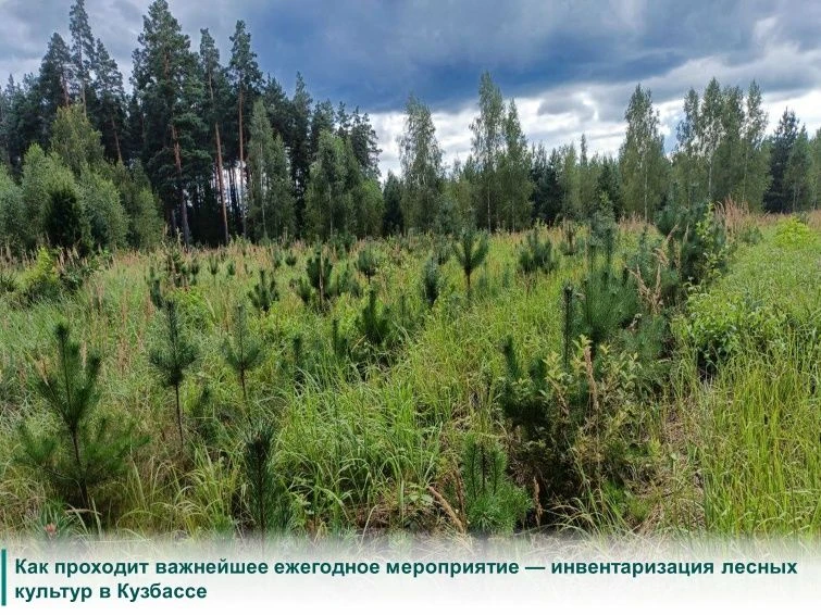 В Беловском лесничестве прошла плановая работа по формированию лесного фонда — инвентар...