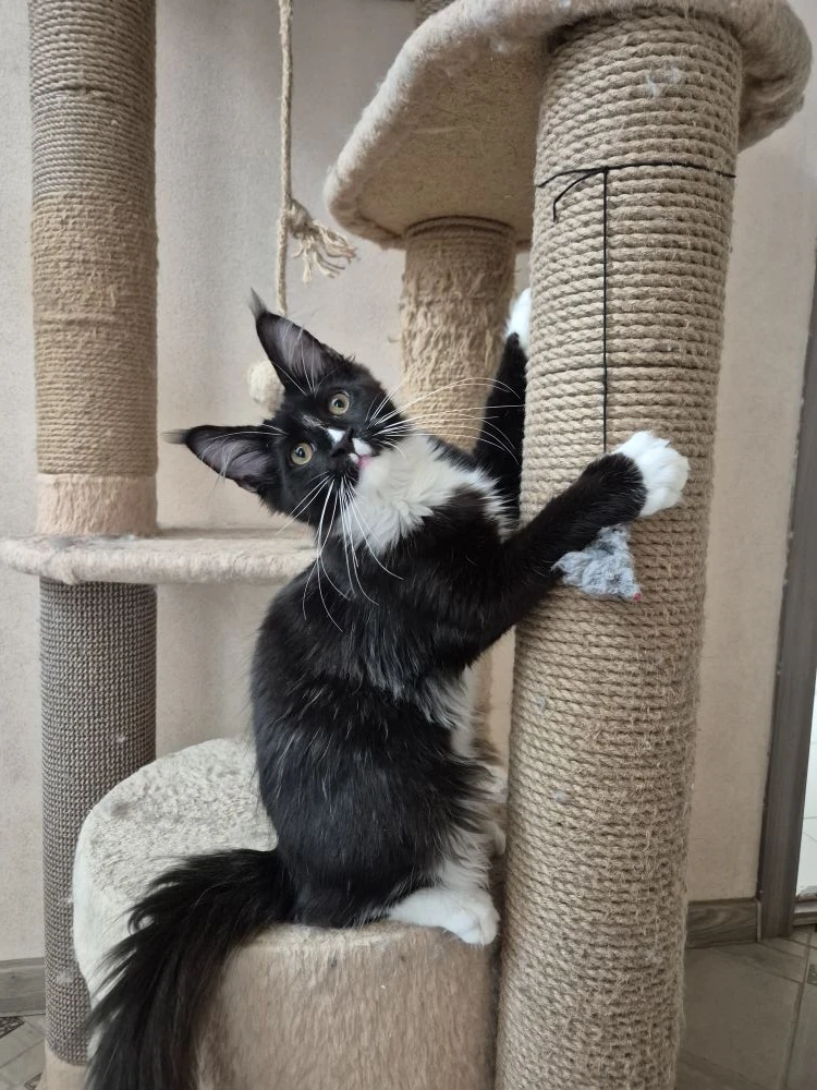 Котик Винсент, 4 месяца.