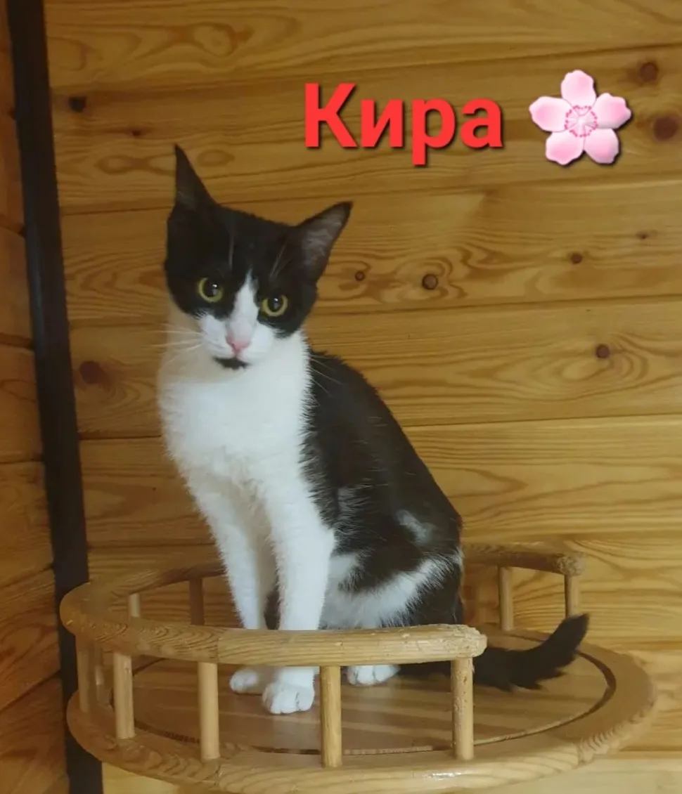 Помогите, пожалуйста, кошечке КИРЕ обрести дом 🏠🙏!