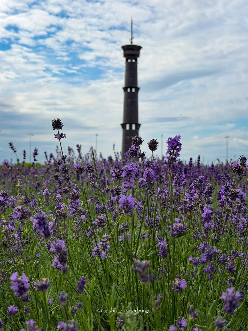 В парке 300-летия Петербурга цветет лаванда❤️