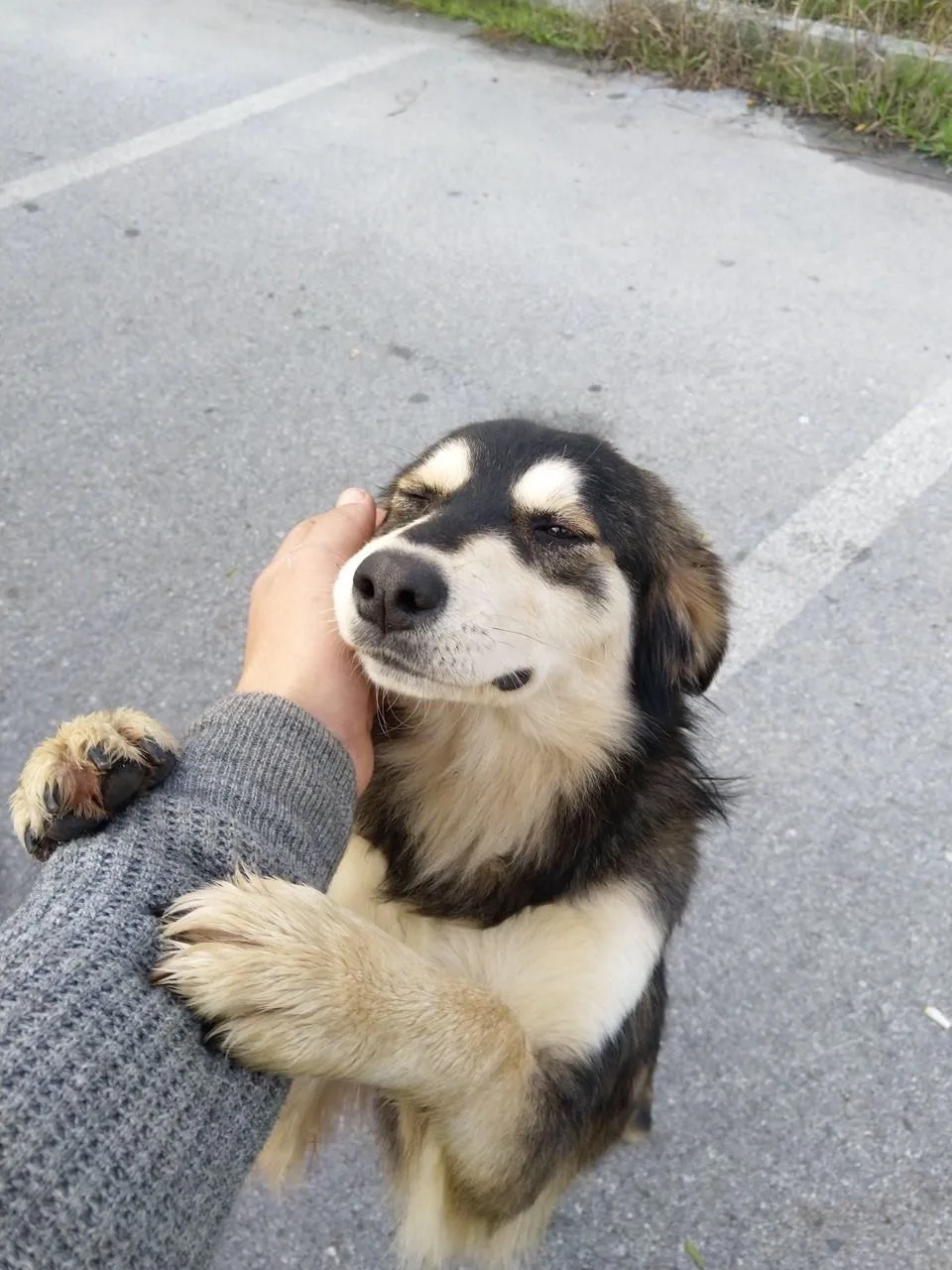 🐶 Немного милоты в ленту