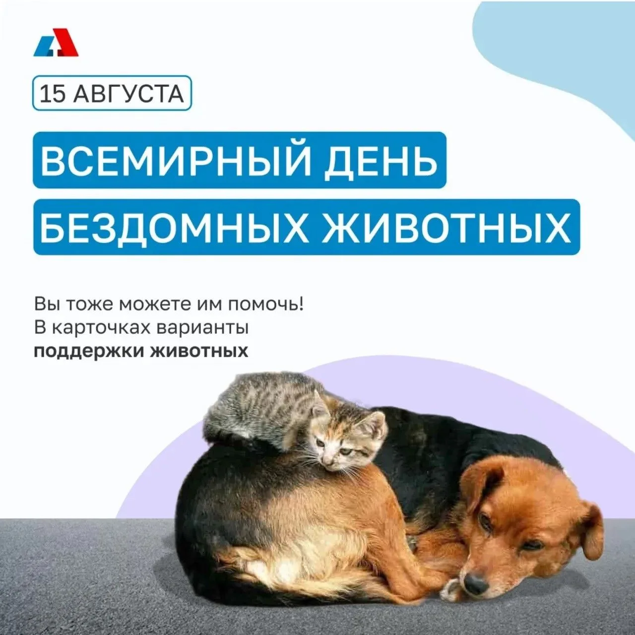 Сегодня — Всемирный день бездомных животных. В Петербурге 6000 собак и кошек ждут, что ...