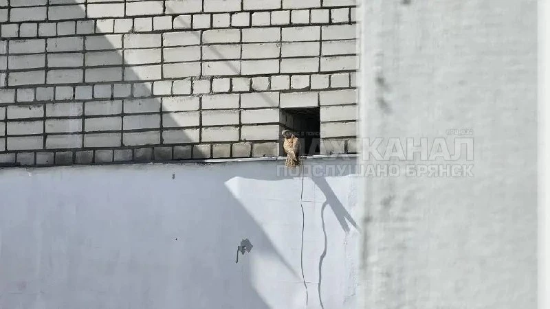 Пишут: У нас в нише на крыше поселилась пустельга (соколиные). Но ее постоянно гоняет стая ворон.  П