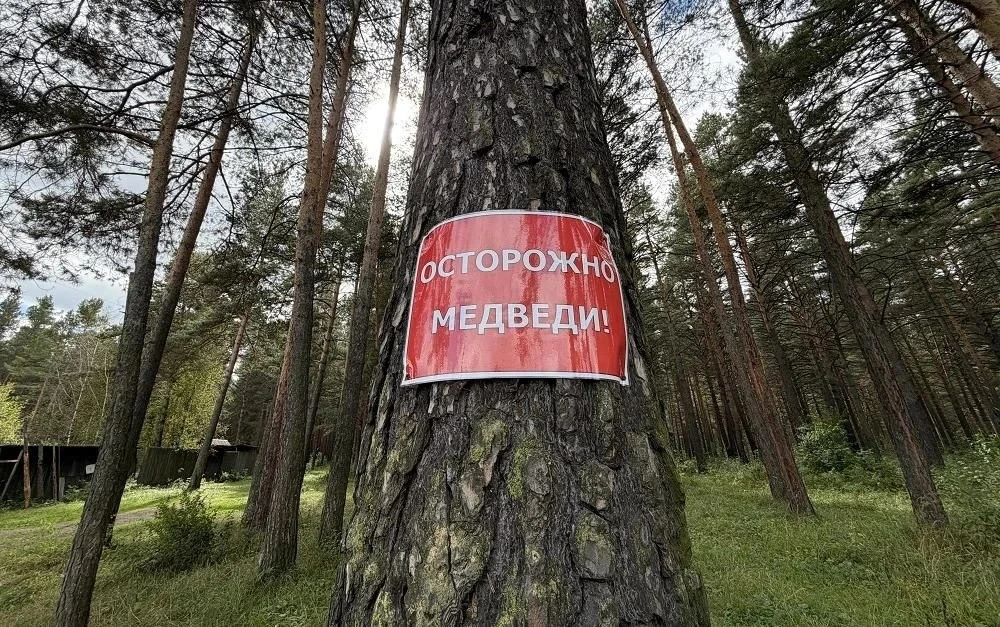 Медведи идут к людям: в Сибири вводят особые режимы
