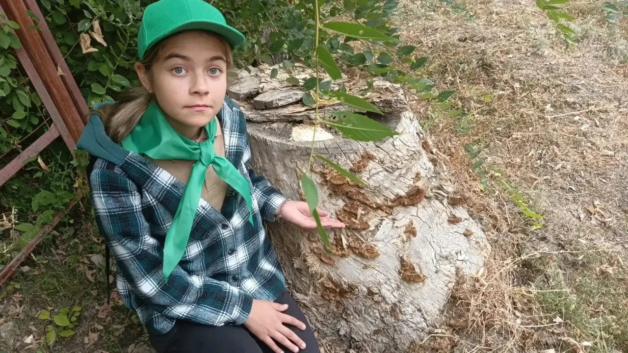 🌲 Практика в школьном лесничестве: осенняя диагностика леса и старт акции по сбору сем...