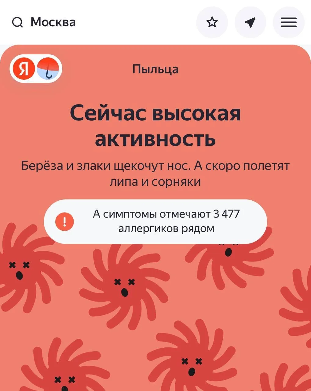 ❗️ Московские аллергики снова будут страдать из-за высокой активности цветения берёзы и злаков.