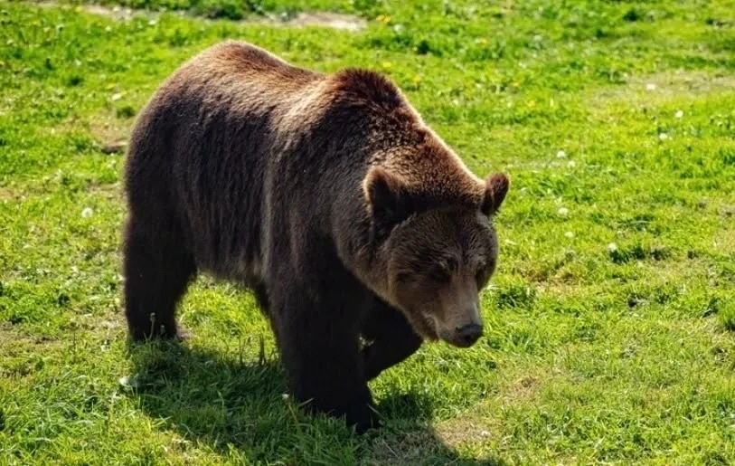 🐻 Медведя, напавшего на 68-летнюю женщину под Новокузнецком, застрелил полицейский