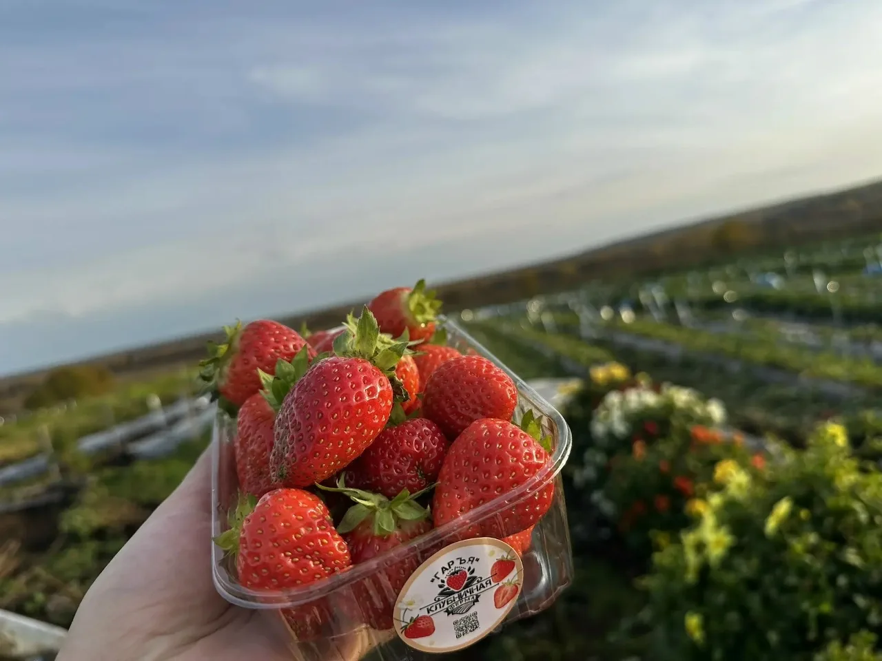 Клубника осенью? Это реально в Коми 😍🍓
