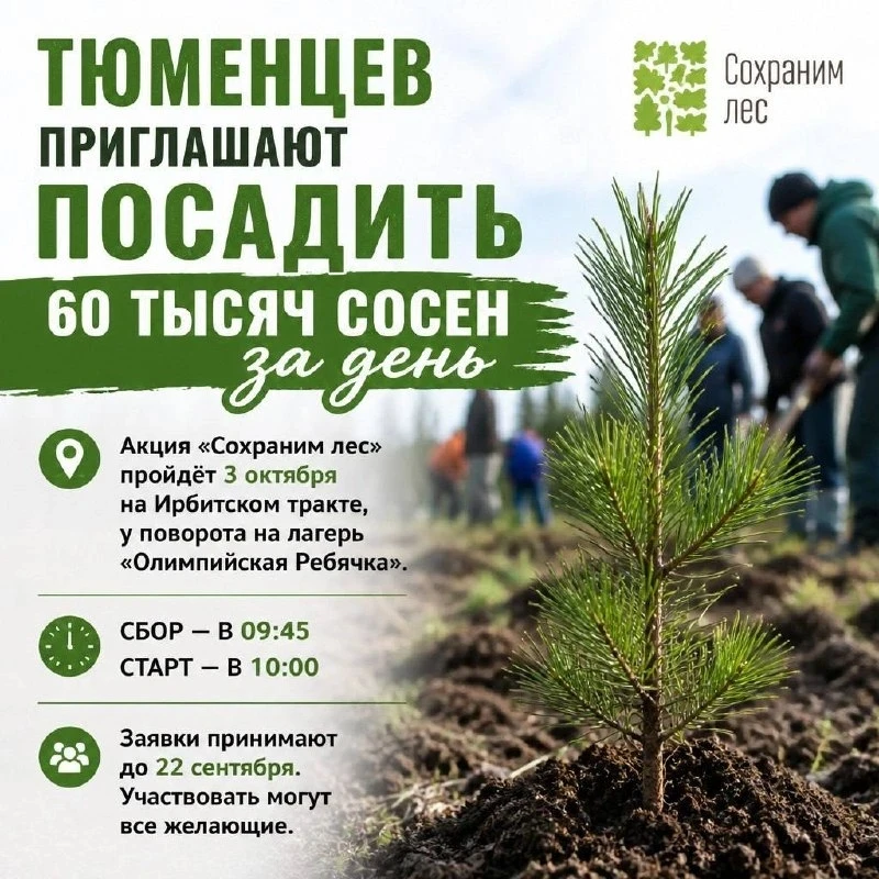 🌲 Тюменцев зовут сажать лес: 60 тысяч сосен за один день
