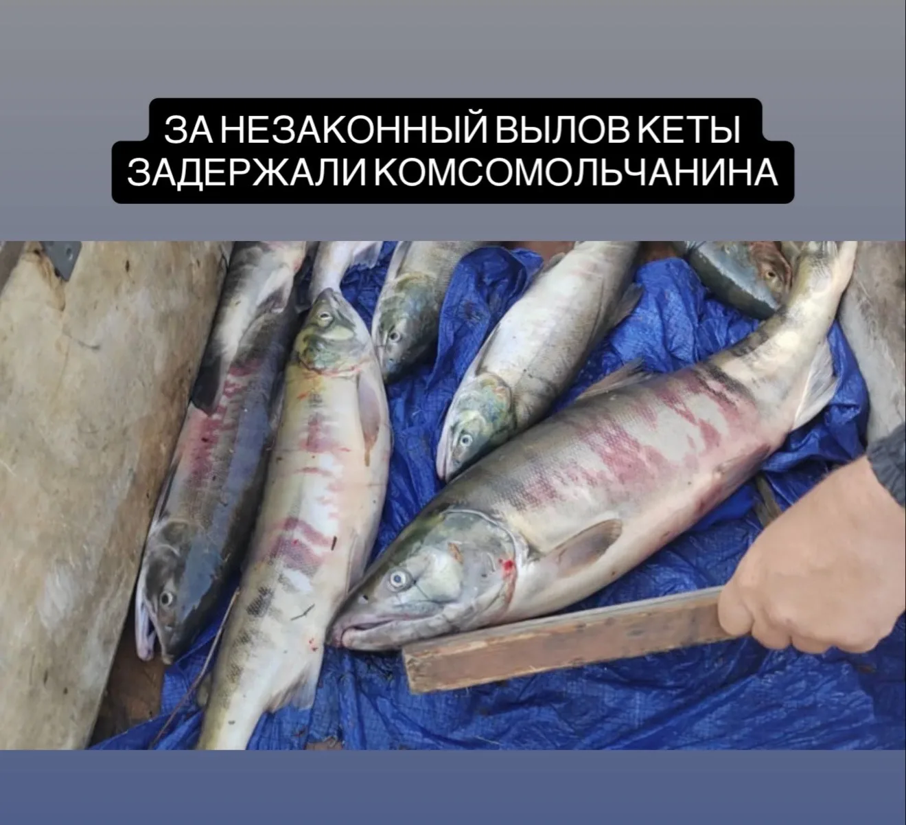В Комсомольском районе задержали 41-летнего мужчину за незаконный вылов кеты.
