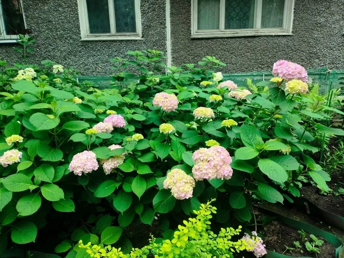 Вы уже приняли участие в конкурсе «Вальс цветов»? 🌸✨😊