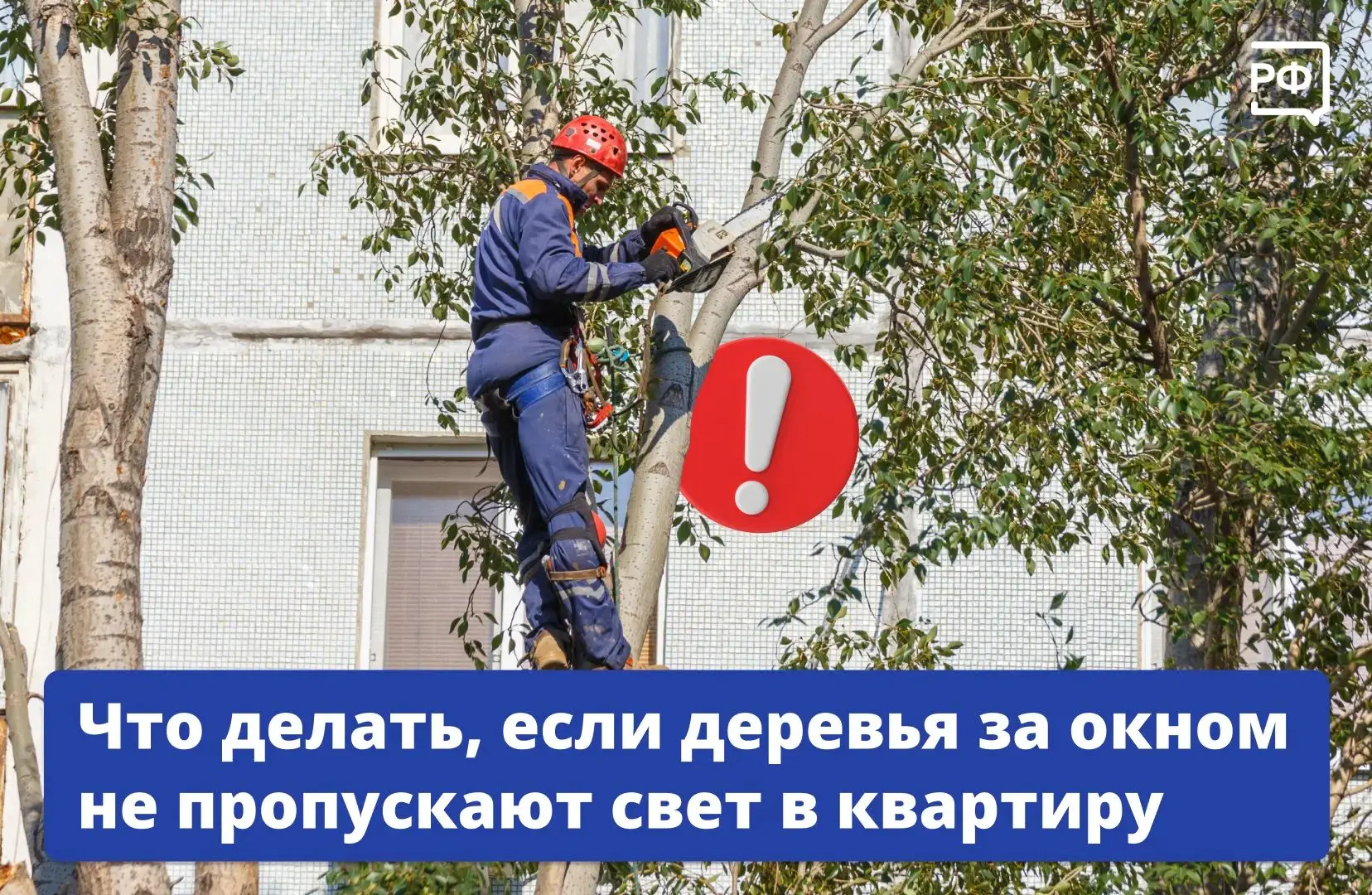 🏘 Полумрак в квартире даже в солнечный день и переплата за электричество: раскидистое ...