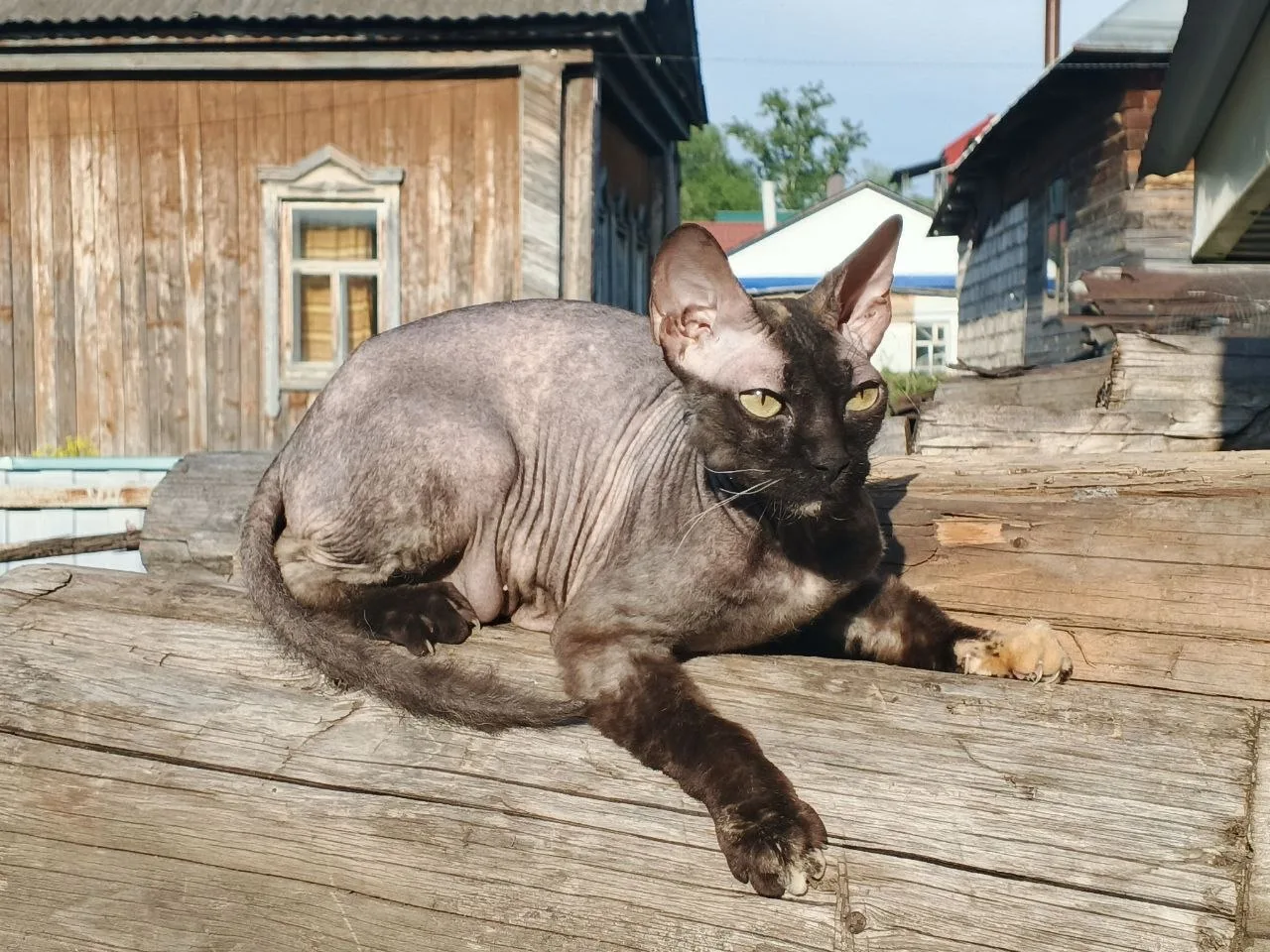 нашлась кошка в районе Заитово. серая, сфинкс. глаза зеленые. ласковая, идёт на контакт, мяукает. св
