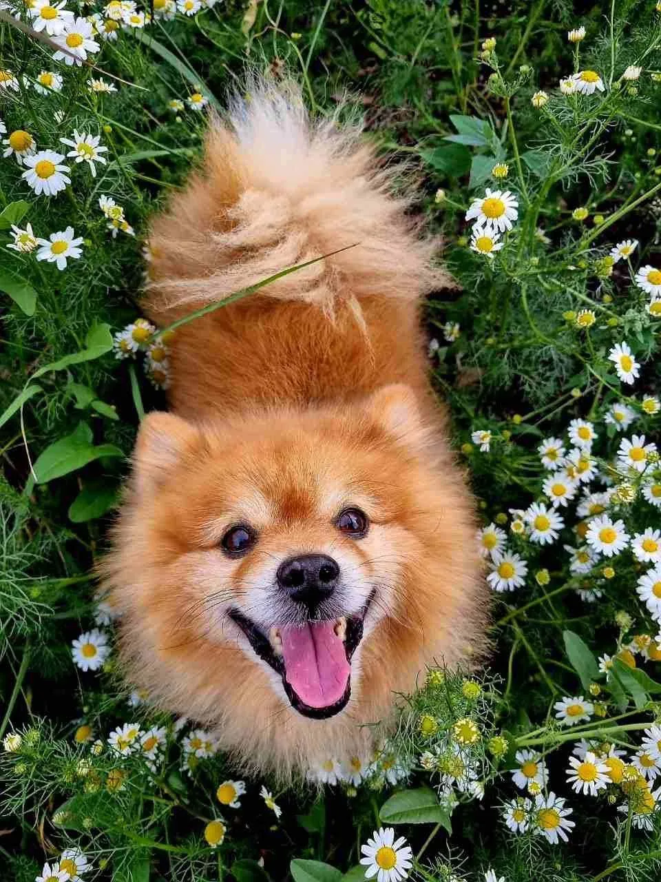🐶Мы привыкли думать, что работа — это офис, галстук и строгий график. Но мир меняется....