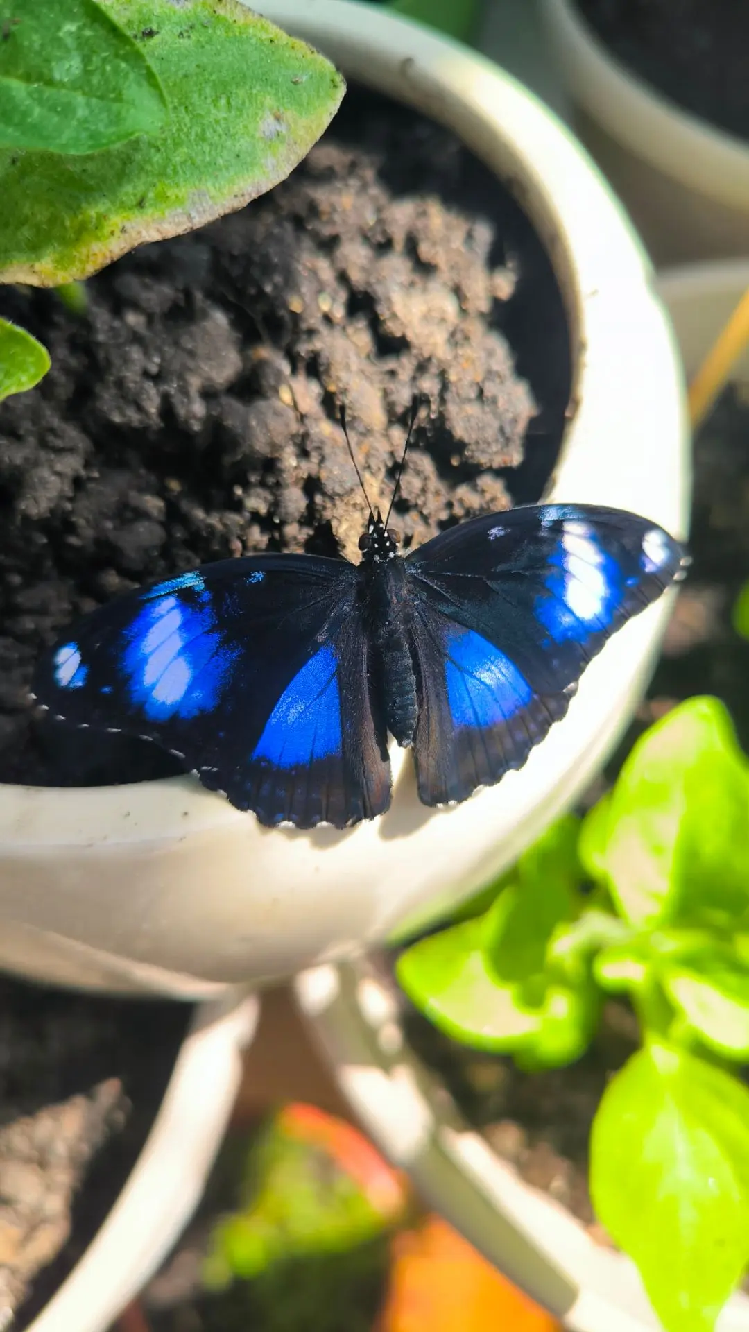 Бабочки 🦋