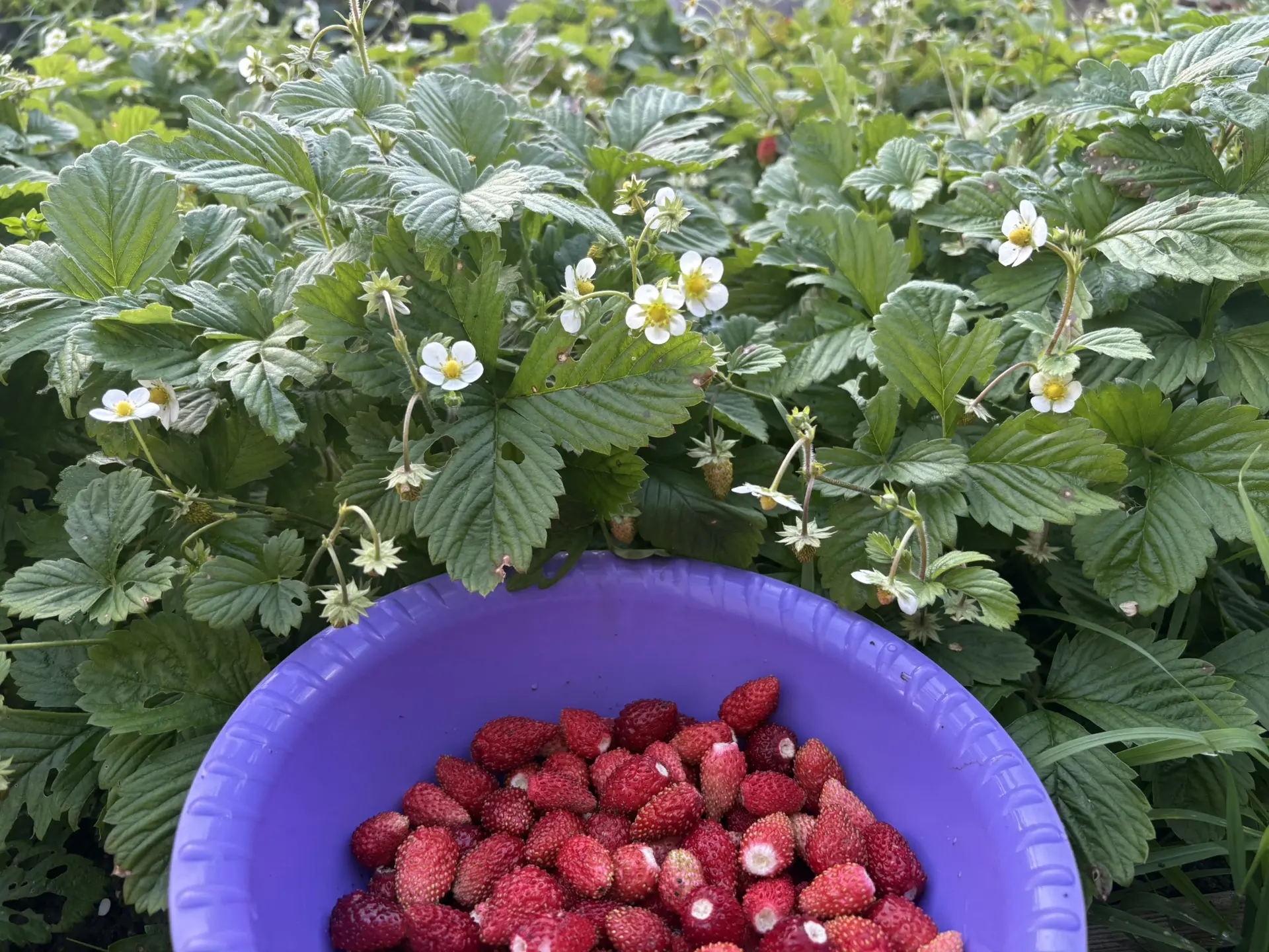 Субботний осенний день… 🍂