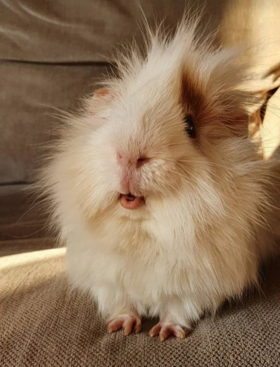 🐹 Фестиваль милейших морских свинок проходит в Этажаж на этих выходных