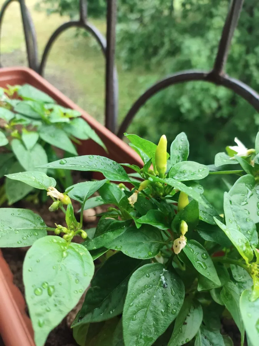 🏡 Маленький огород — большое счастье!