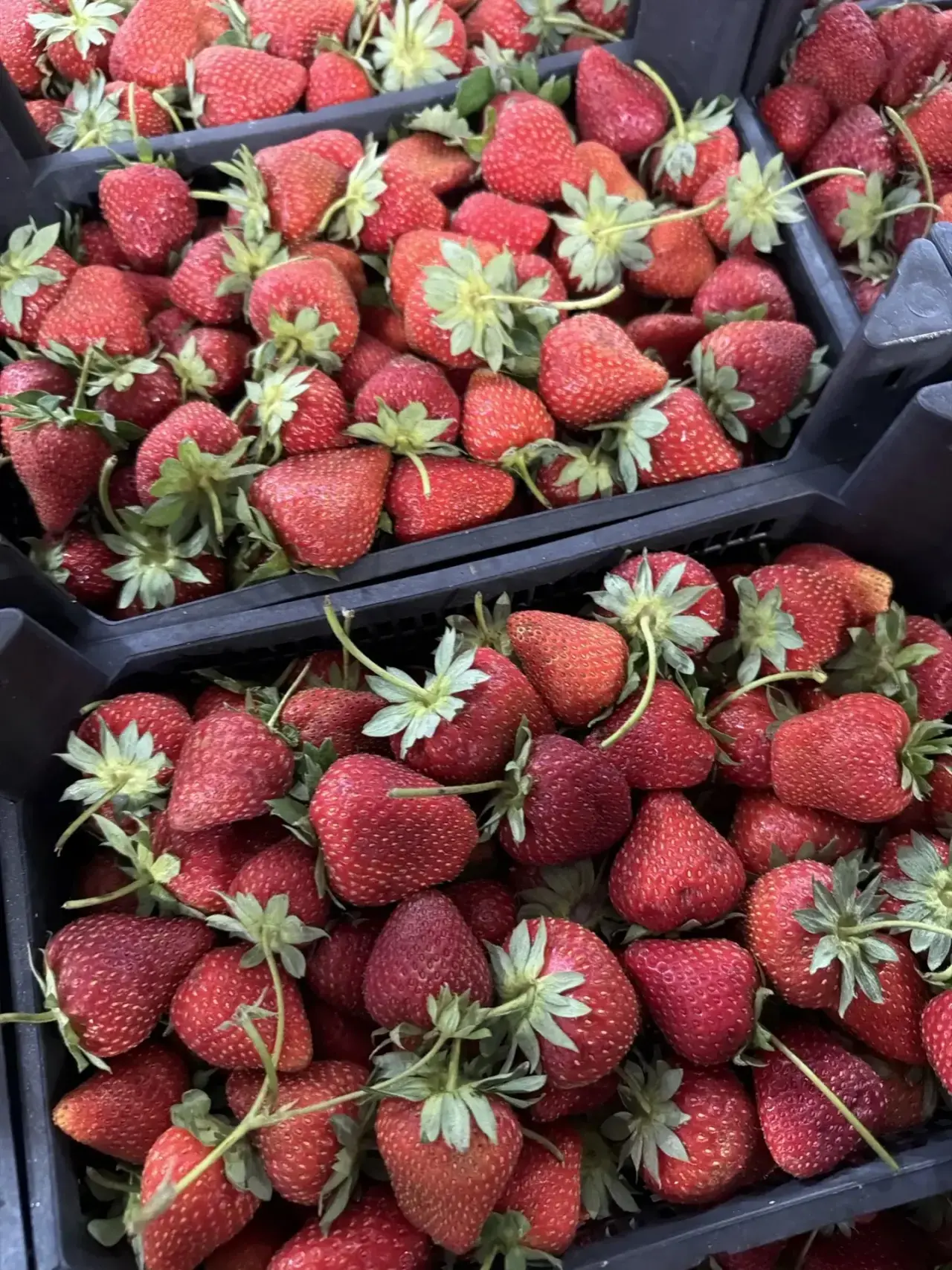 Ящик клубники так же 490₽!

Freshboxmoscow.ru