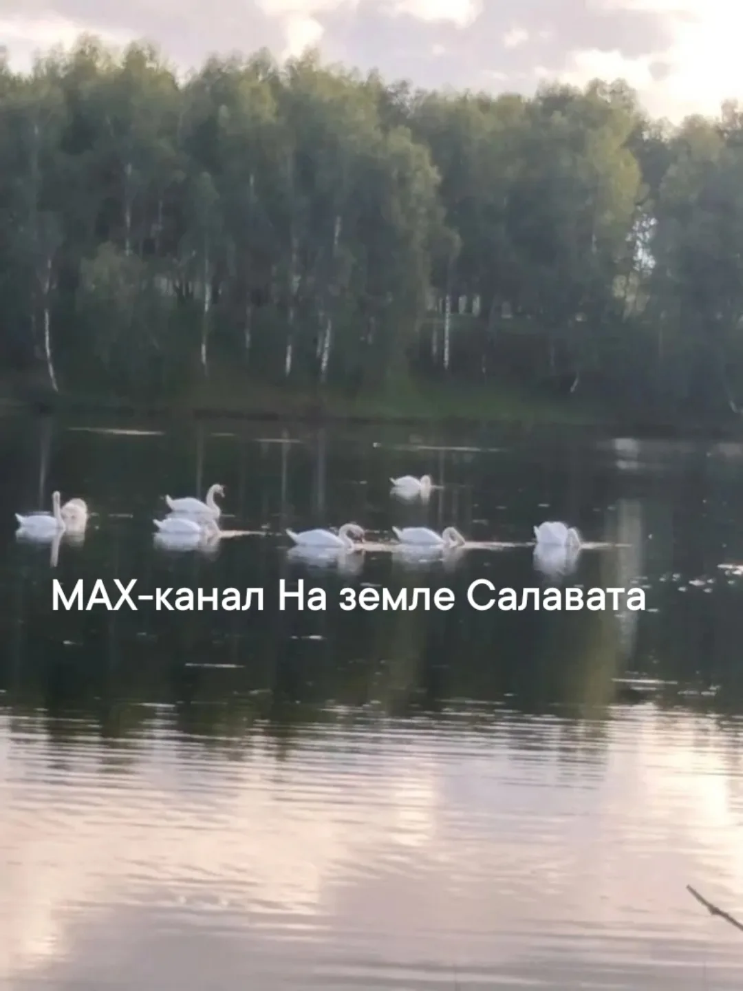 🦢🦢🦢В селе Мурсалимкино на пруд прилетели 11 лебедей!

😍Какая красота, впервые пернатые поселилис