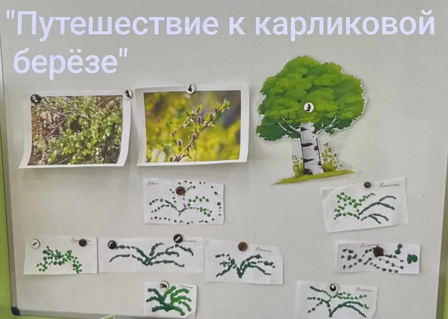 В средней группе изучали родной край. Ребята сравнивали обычную берёзу и карликовую чукотскую: высок